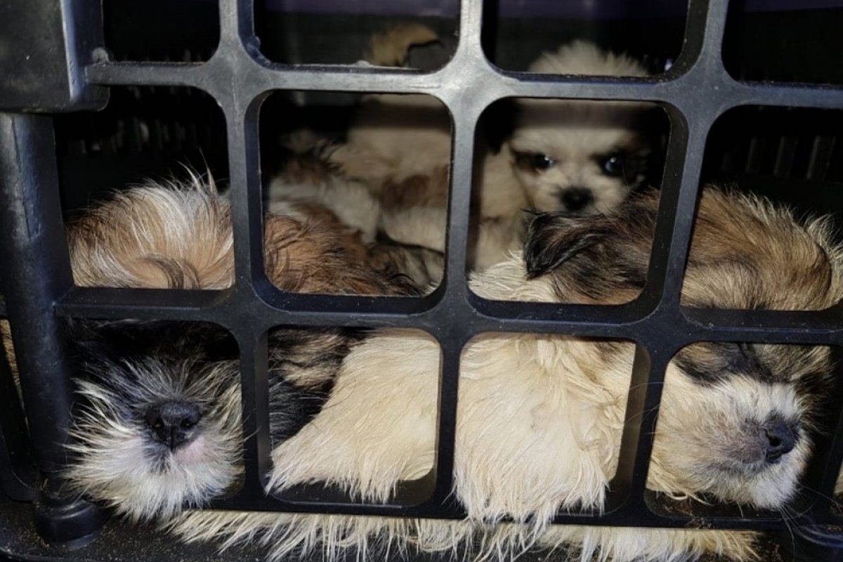 Justiça acata pedido do MP-BA e filhotes de shih tzu deverão ser entregues para ONG