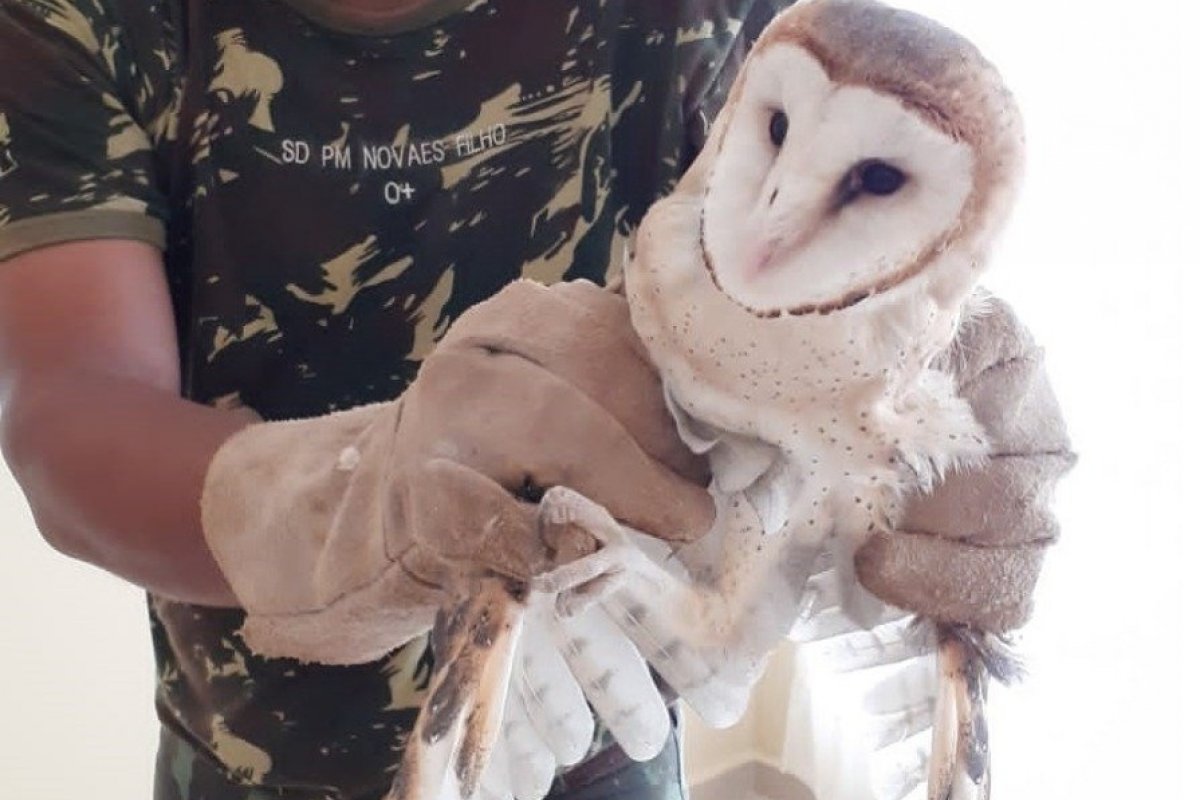 Duas corujas são resgatadas em em telhado de residência no interior da Bahia