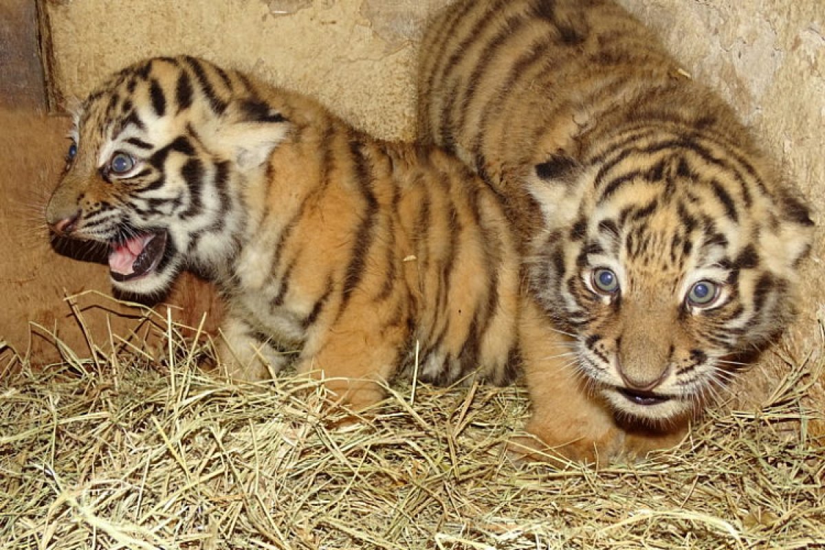 Filhotes de tigre ameaçado de extinção são apresentados por zoológico em Moscou