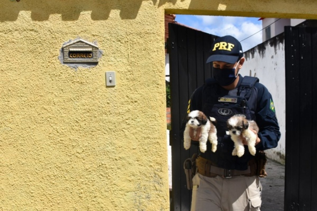 Filhotes de shih tzu são entregues pela PRF-BA em ONG