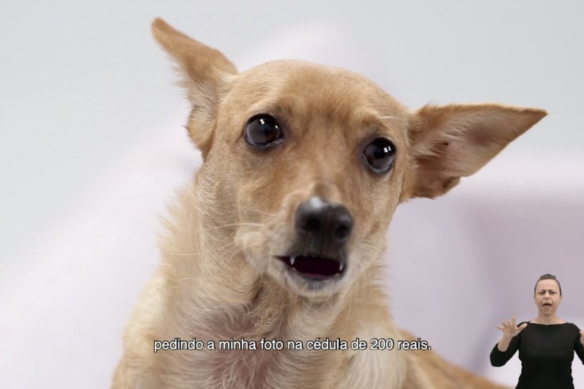 Vira-lata caramelo participa campanha do BC para divulgação da nota de R$ 200