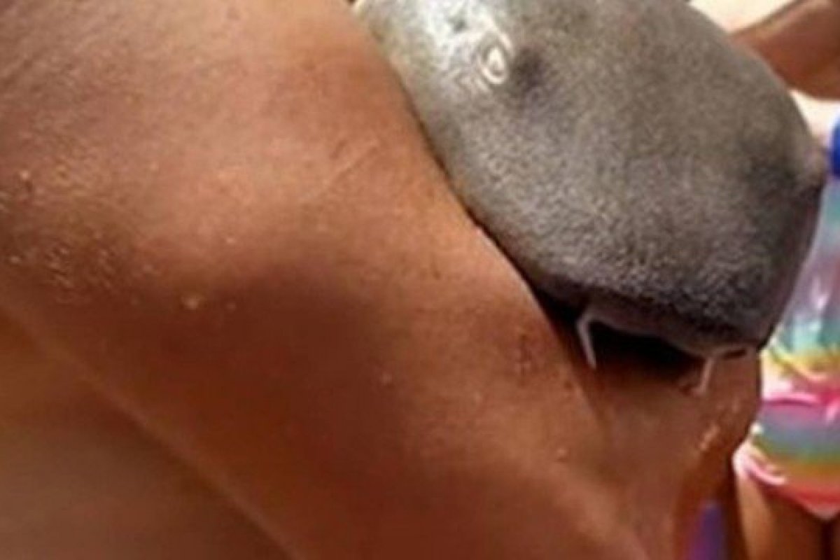 Tubarão que cravou dentes em banhista na Flórida sobrevive