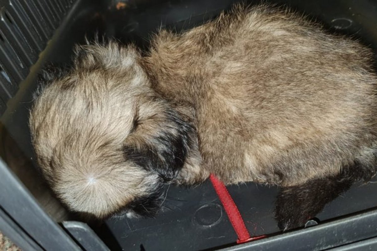 PRF encontra outros 4 filhotes de shiz tzu em situação de maus-tratos