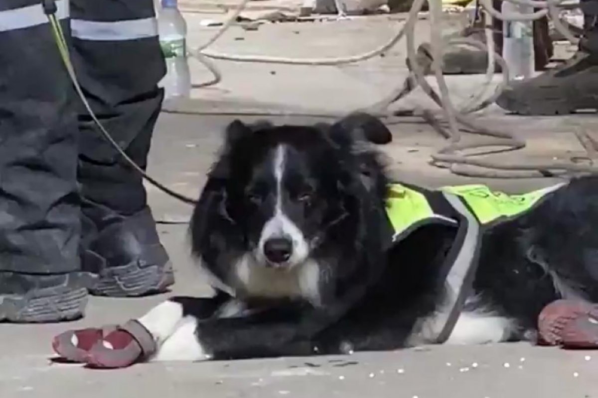 Vídeo: Cachorro detecta sinais de vida sob escombros após explosão em Beirute