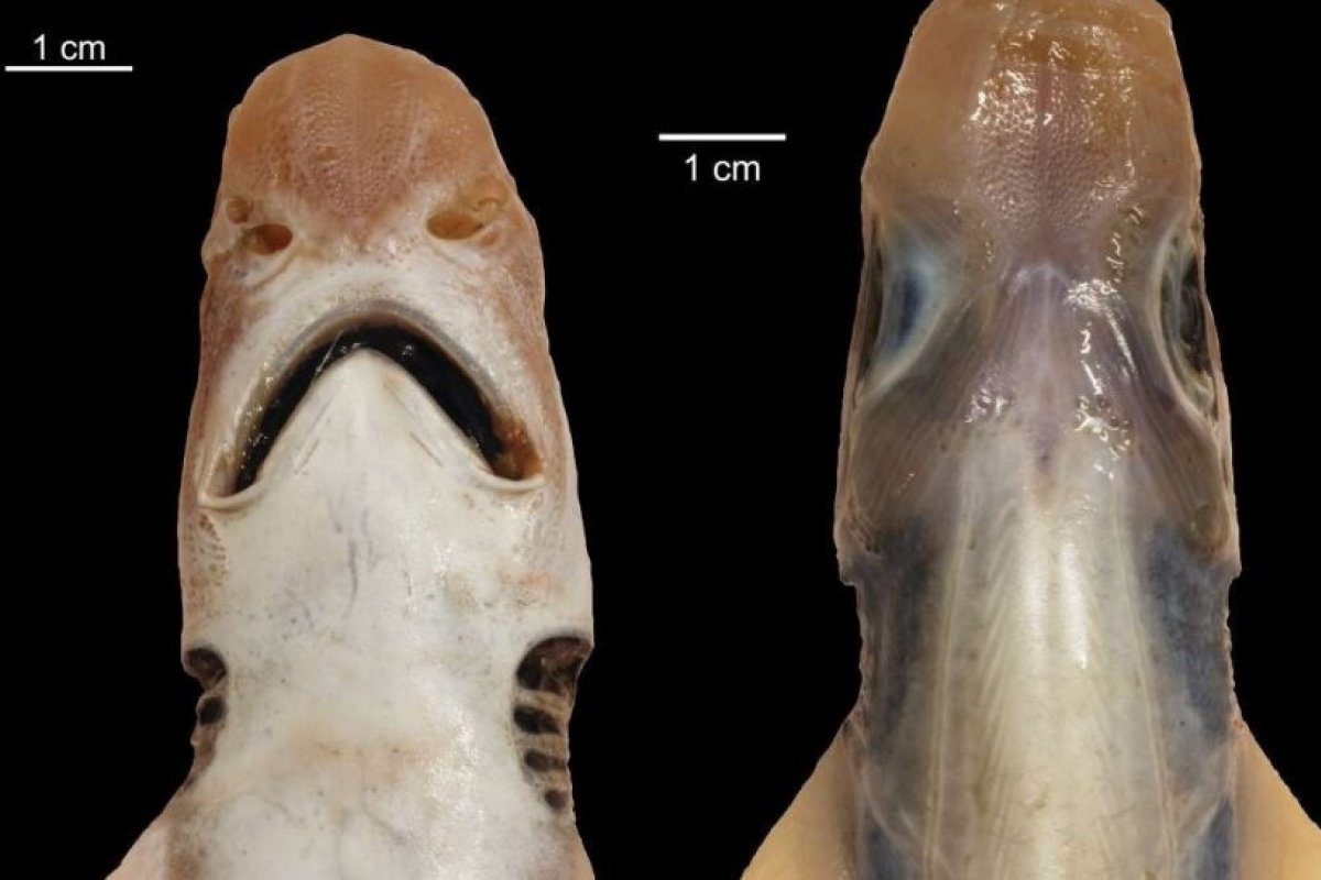 Tubarão é encontrado vivo e sem pele na Itália