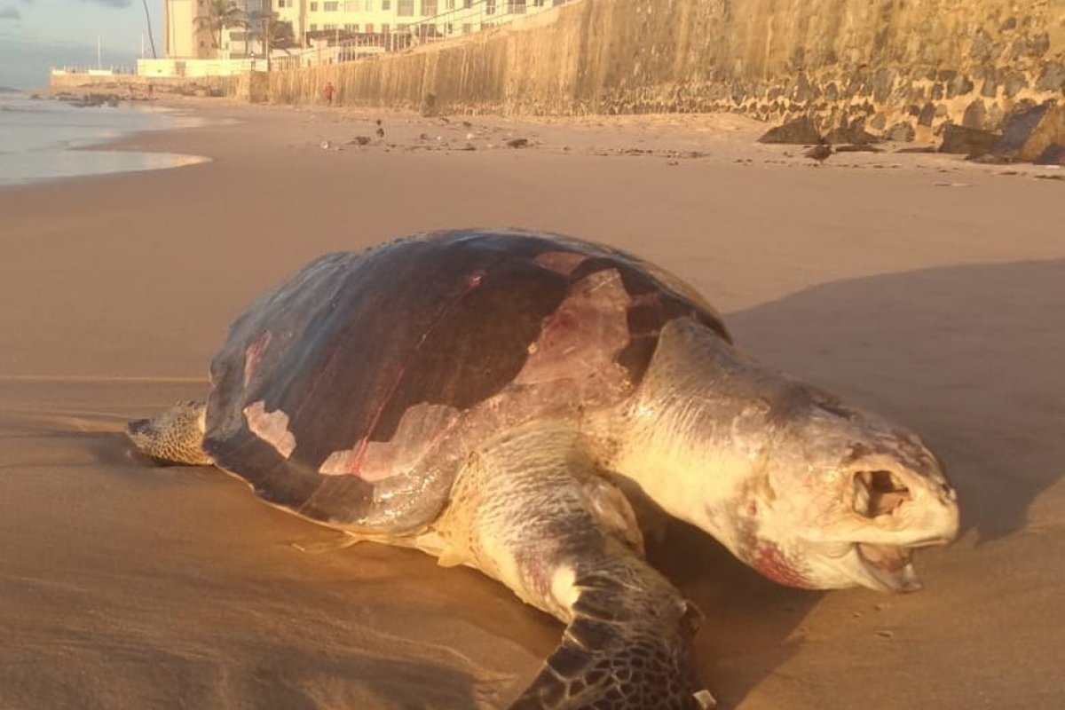 Duas tartarugas são encontradas mortas na praia de Amaralina, em Salvador