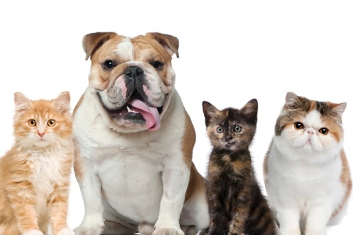 Senado deve votar aumento de pena para quem maltratar cães e gatos nesta quarta-feira (9)