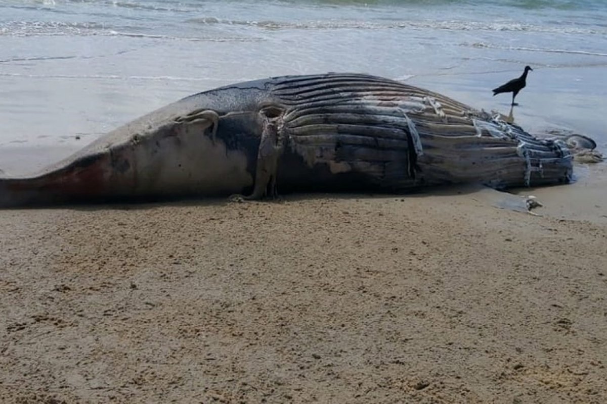 Filhote de baleia jubarte é achado morto em praia de Trancoso, na Bahia