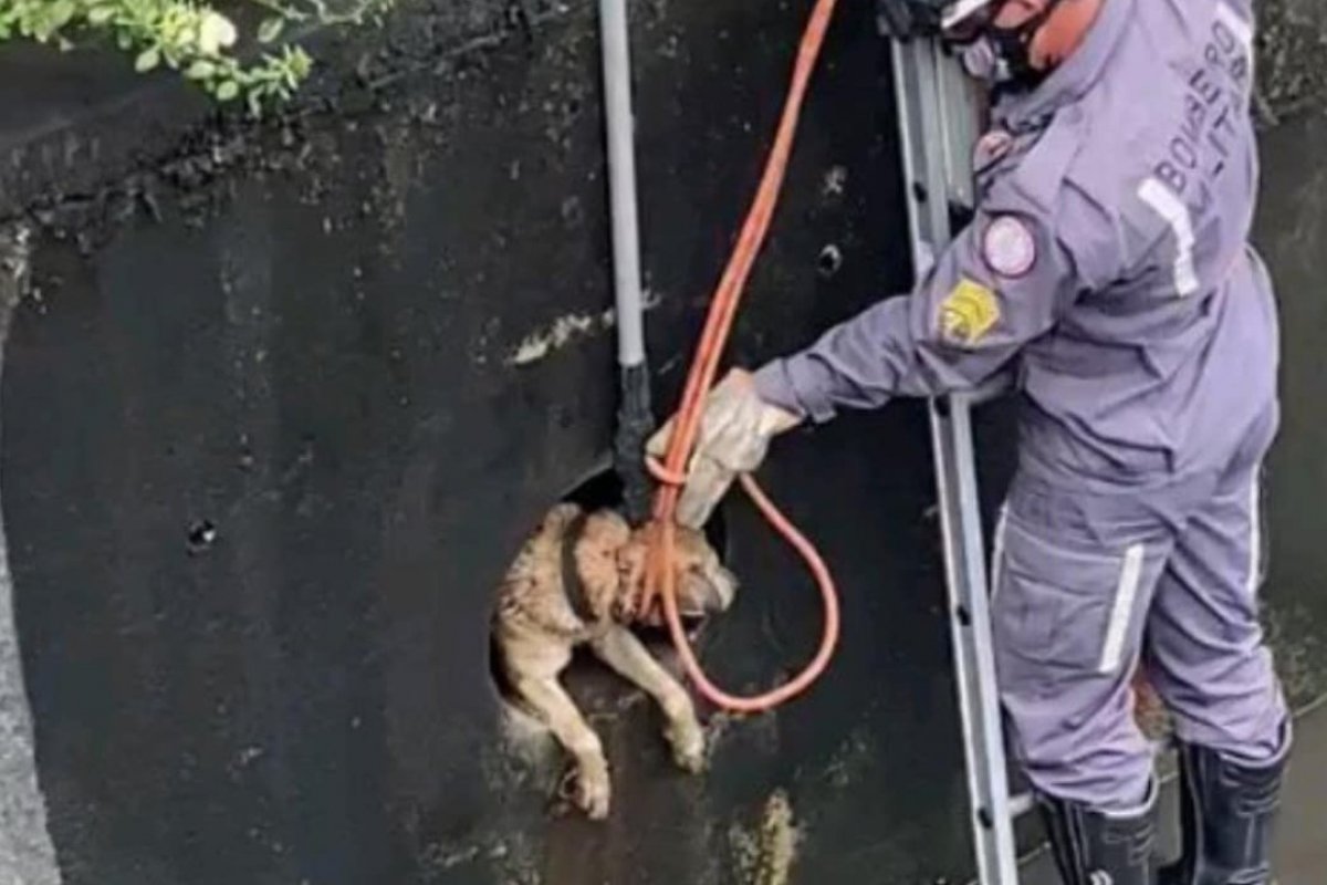 Vídeo: cachorro é resgatado após ficar preso no tubo de um canal de escoamento, em Salvador