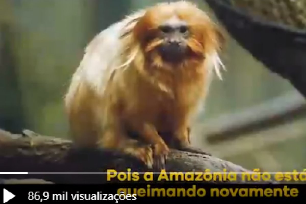 Ricardo Salles compartilha vídeo negando fogo na Amazônia com imagens da Mata Atlântica