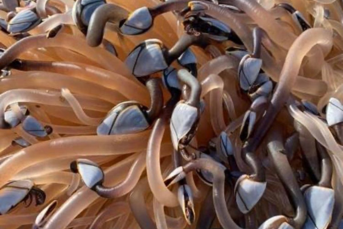 Família encontra crustáceos que valem R$ 345 mil em praia do País de Gales