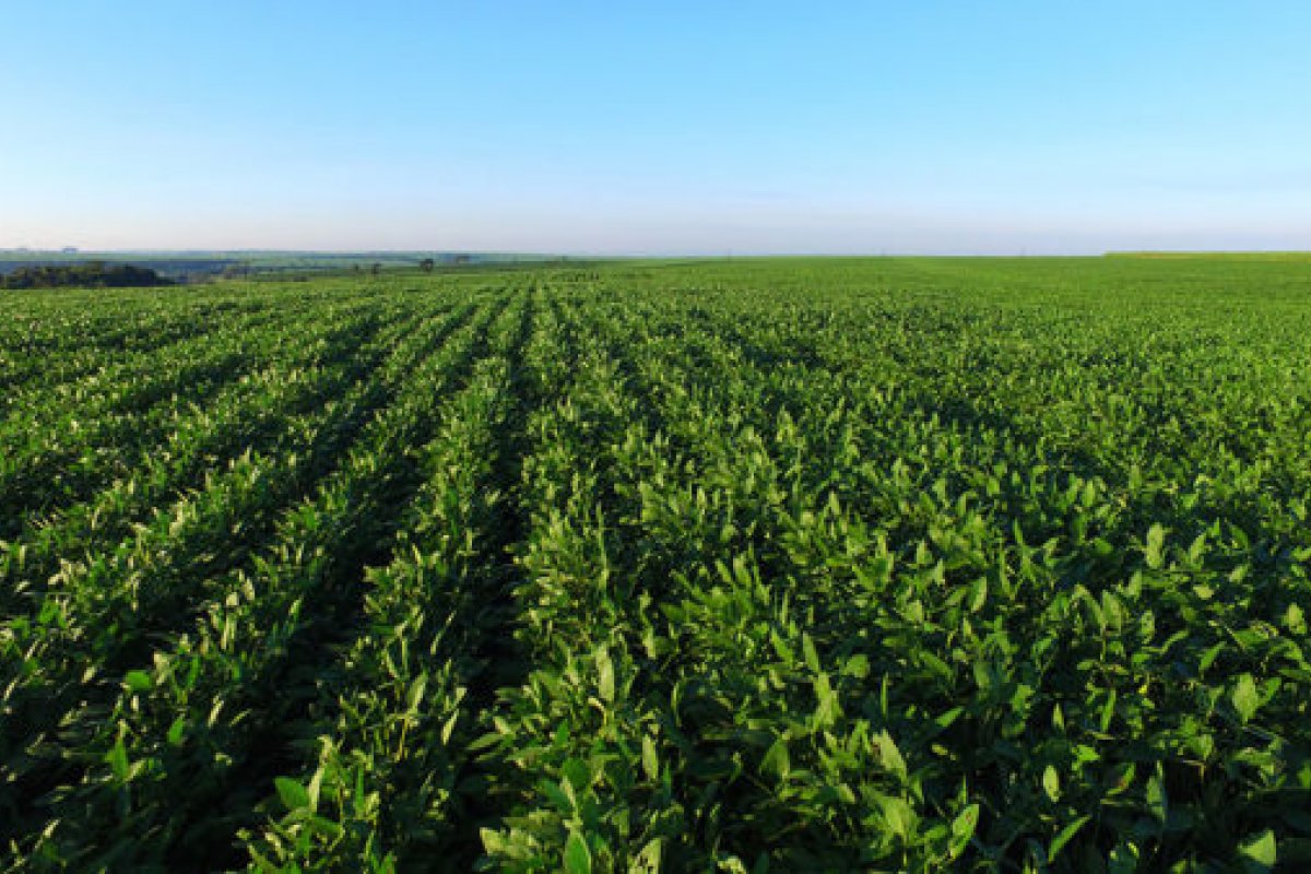 IBGE estima que safra brasileira deve bater novo recorde em 2020