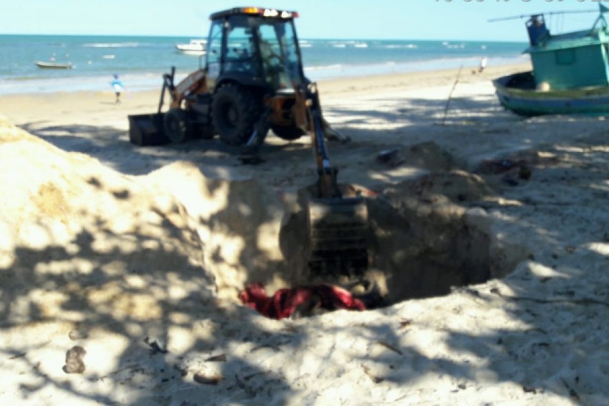 Mais um filhote de baleia jubarte é encontrado morto no litoral de Porto Seguro