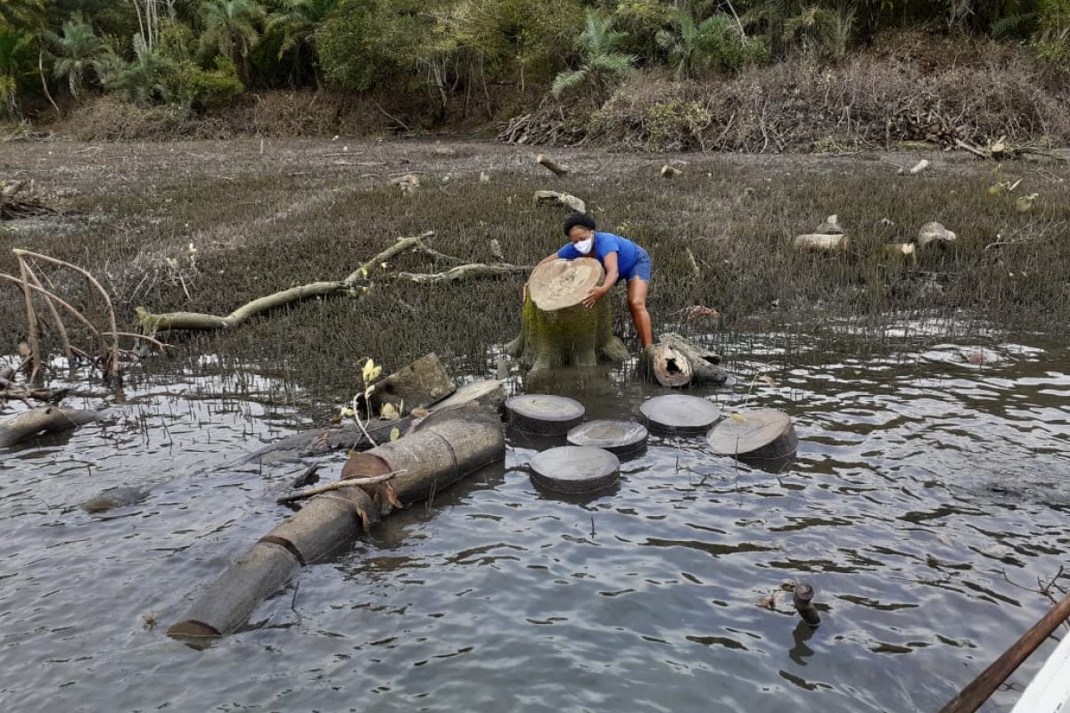 Pescadores da Ilha de Maré denunciam desmatamento de manguezal na região