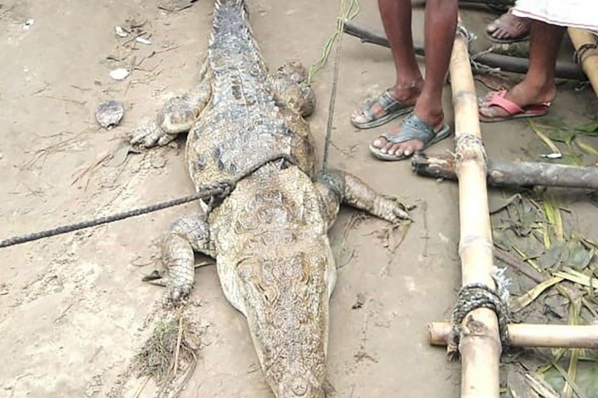 Crocodilo é "sequestrado" na Índia e moradores pedem equivalente a R$ 3,5 mil como resgate