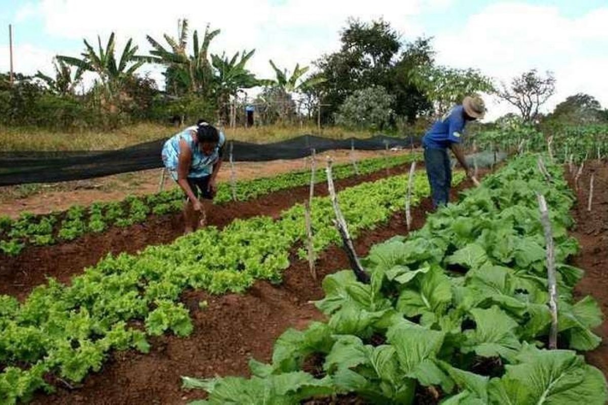 Programa Garantia-Safra, do Governo Federal, abre inscrições para agricultores familiares