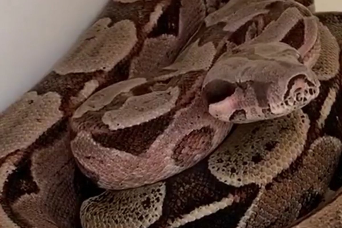 Veja vídeo: Mais uma vez cobra gigante aparece na casa de Ivete Sangalo em Praia do Forte