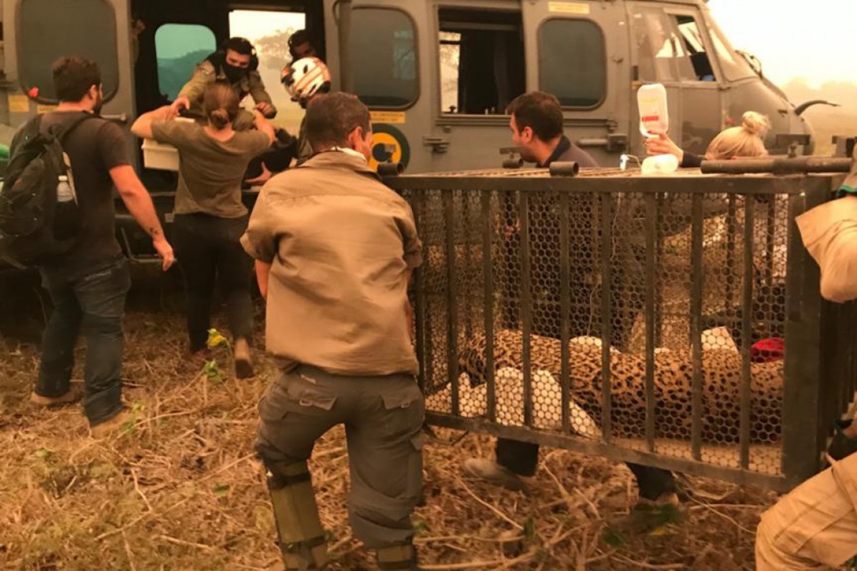 Forças Armadas desmentem jornal Estadão sobre omissão em resgate de onça