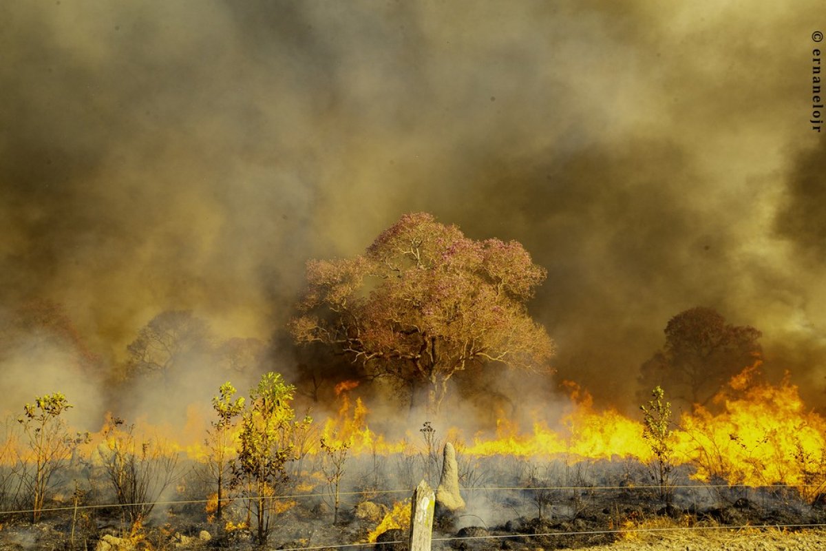 Confira instituições que atuam para manter a vida no Pantanal e veja como ajudar