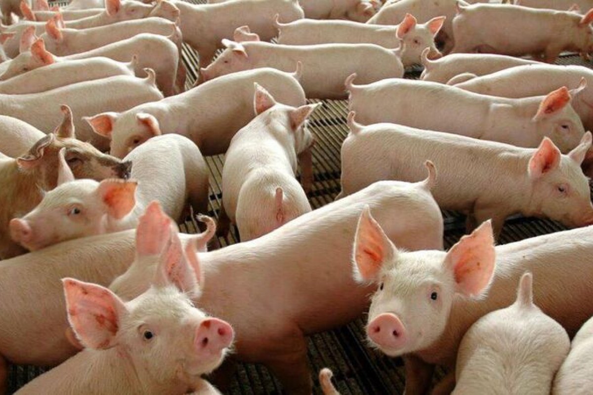 Brasil suspende importação de carne de porco da Alemanha