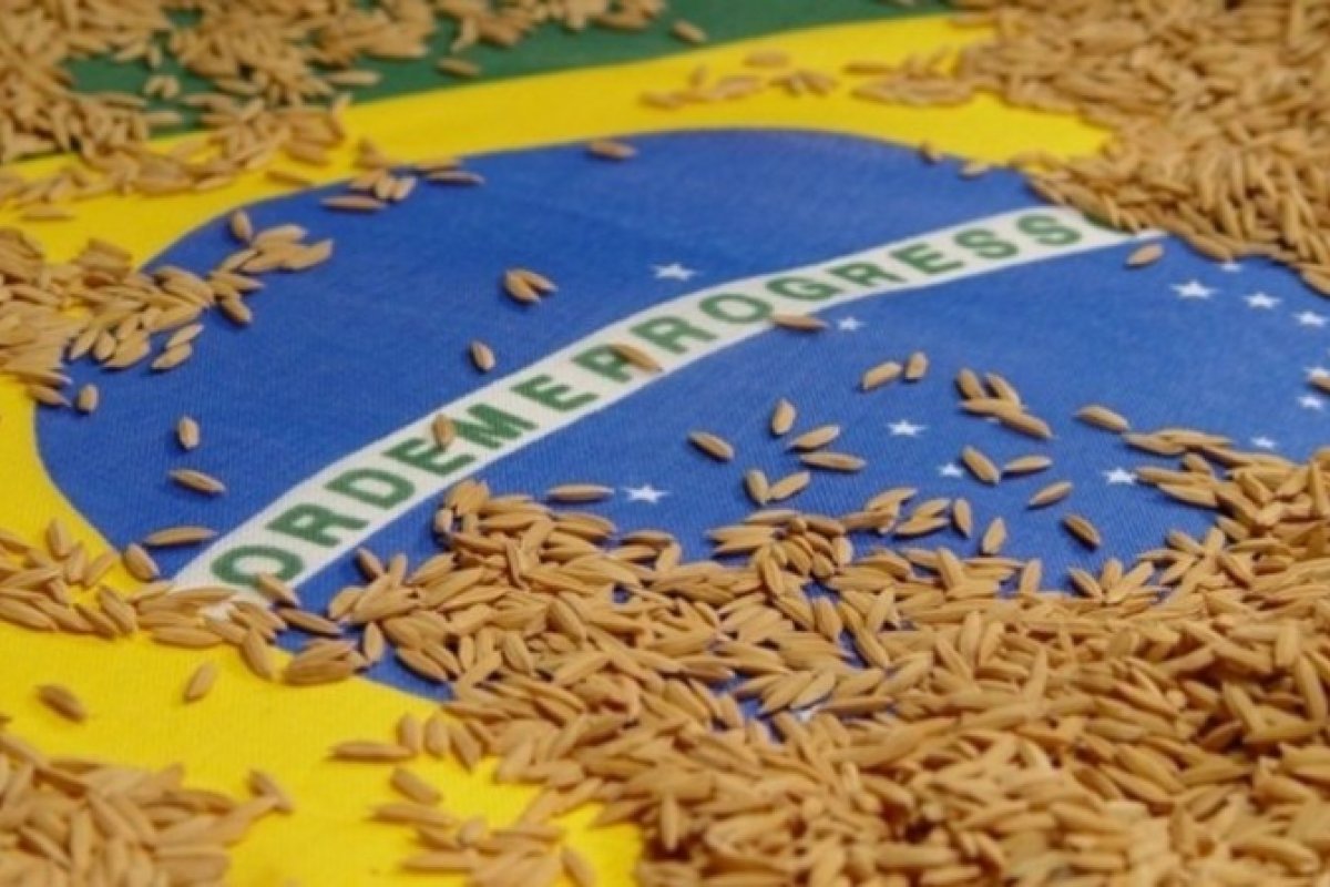 Importações de arroz para o Brasil registram crescimento de até 311% em setembro