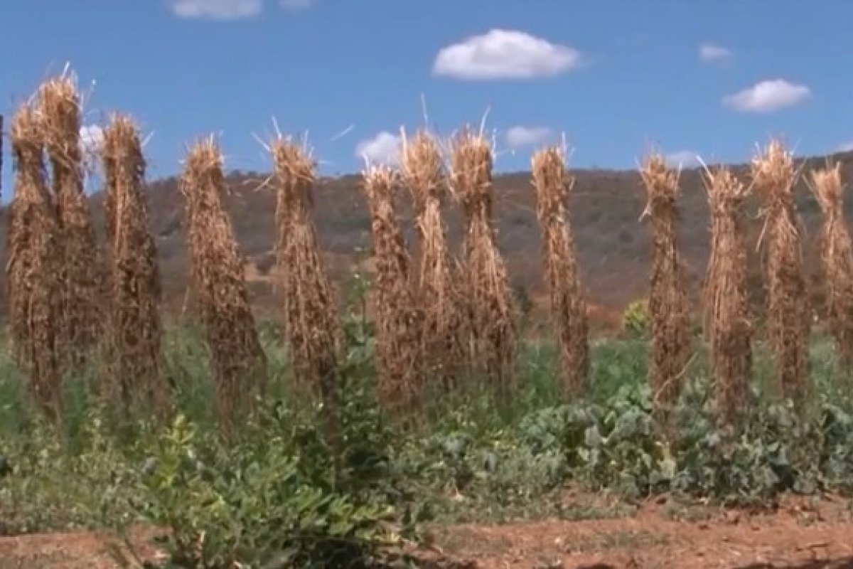 Bahia tem duas cidades em situação de emergência por causa de estiagem