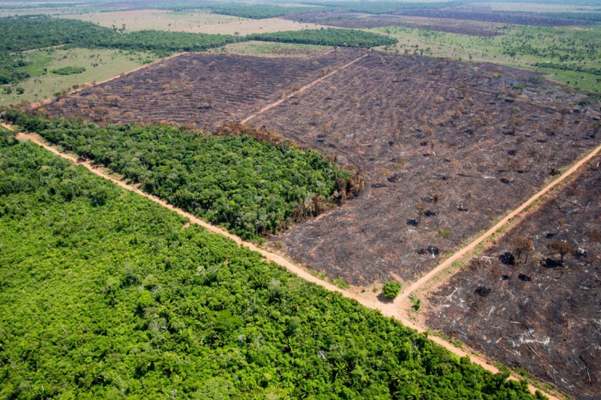 ONGs e agronegócio fazem aliança inédita para enviar ao Governo medidas contra o desmatamento
