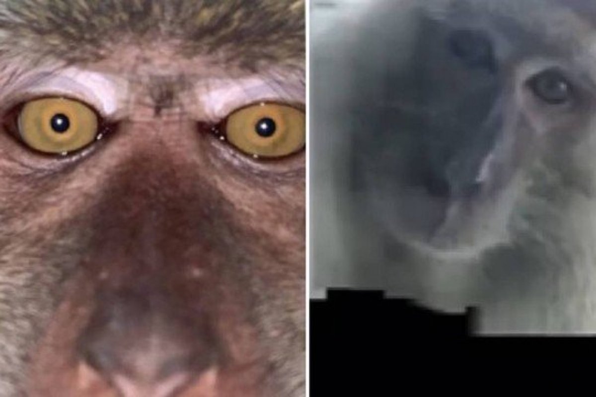 Jovem recupera celular e encontra selfies de macaco no aparelho
