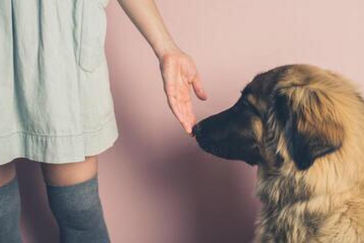 Descubra porque os cachorros costumam cheiras as partes intimas das pessoas