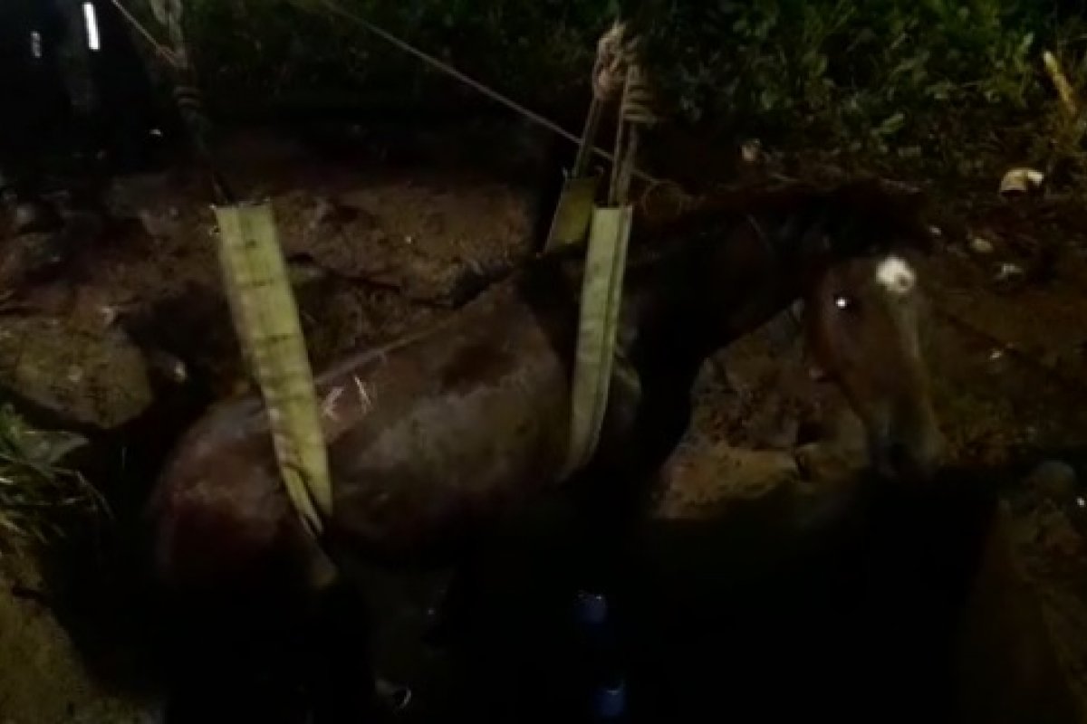Cavalo é resgatado após cair em uma caixa de esgoto em Salvador