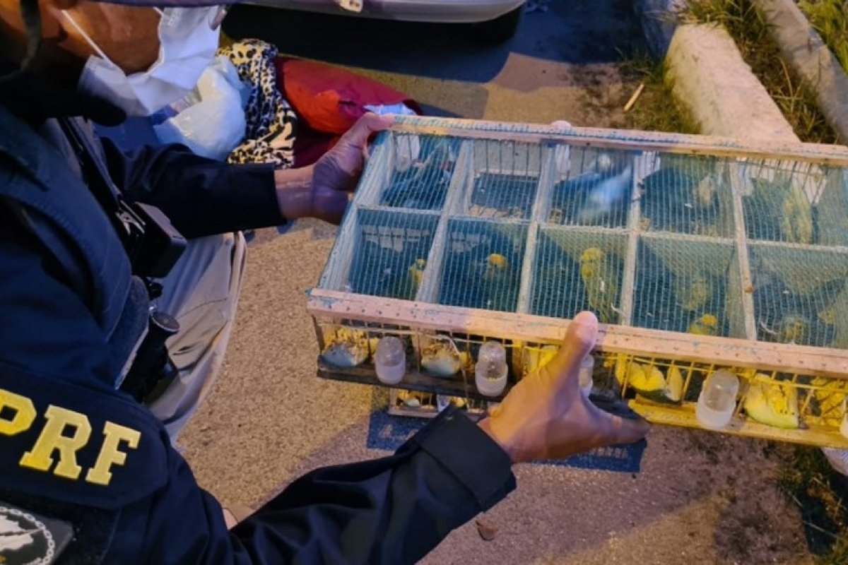 Homem é preso em flagrante após transportar aves silvestres dentro do porta-malas de uma carro na BR-116