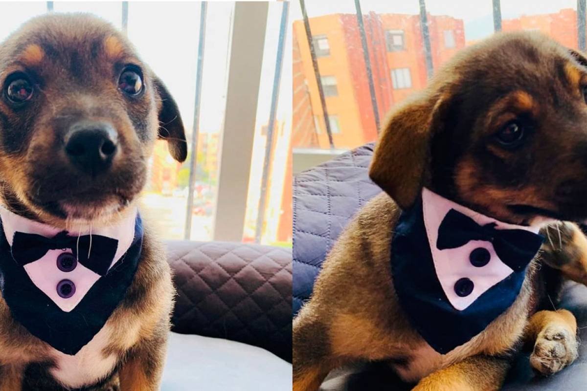 Cão veste smoking para conhecer nova família, mas ela não aparece