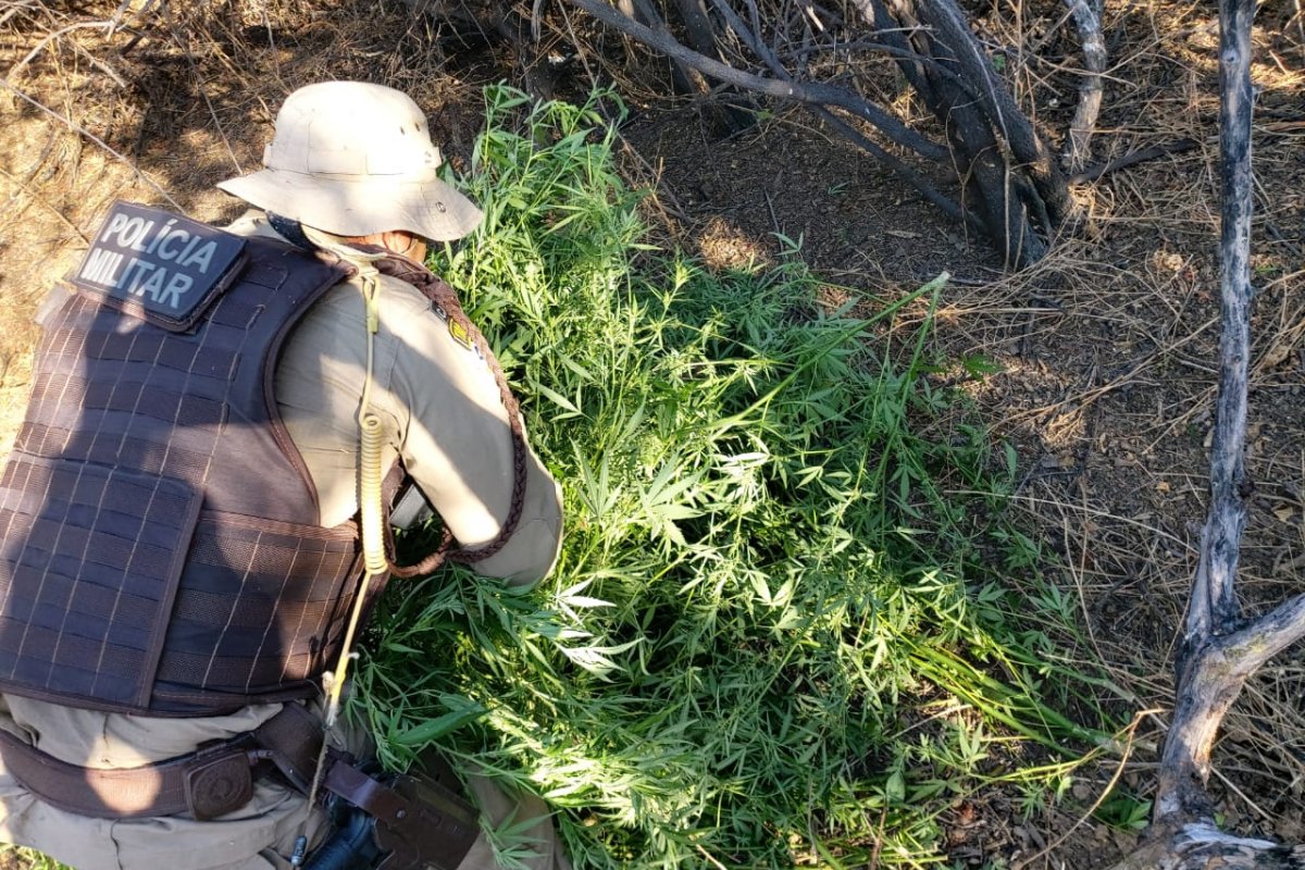 Polícia localiza plantações de maconha em duas cidades no interior da Bahia