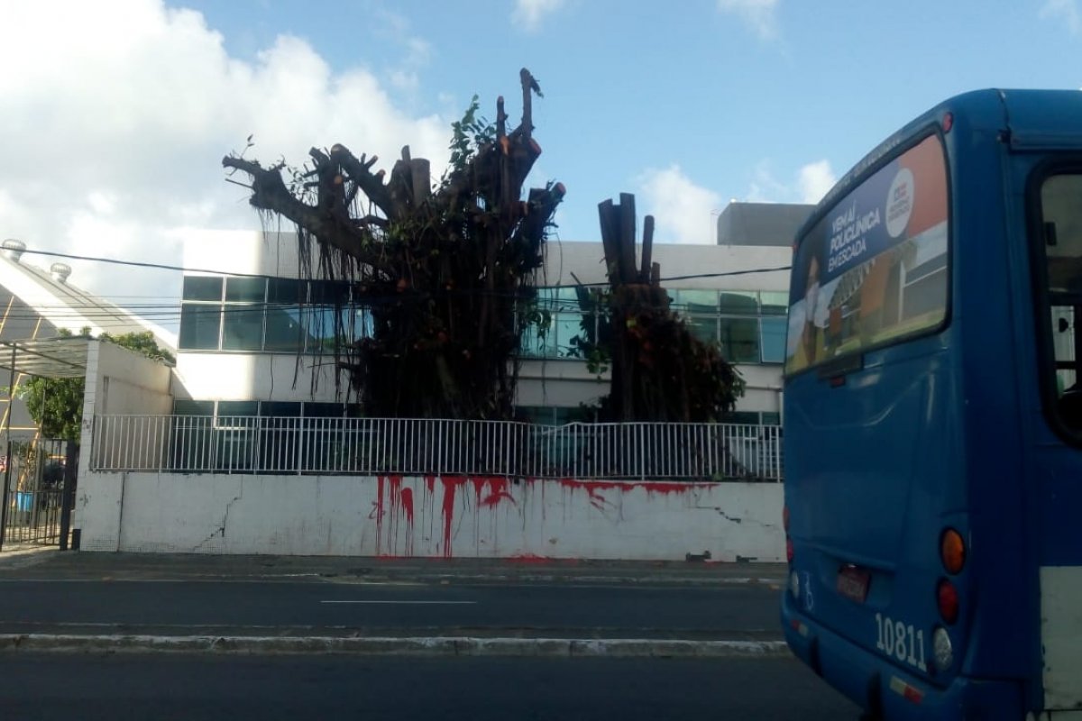 Moradores denunciam derrubada de árvores em terreno no Rio Vermelho, em Salvador
