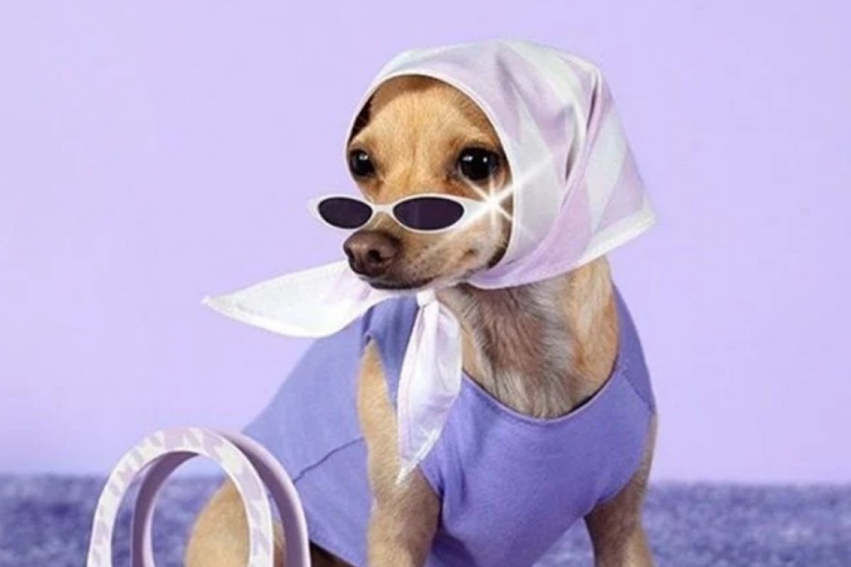 Cachorrinha fashion que bomba na web, lança marca de acessórios para humanos