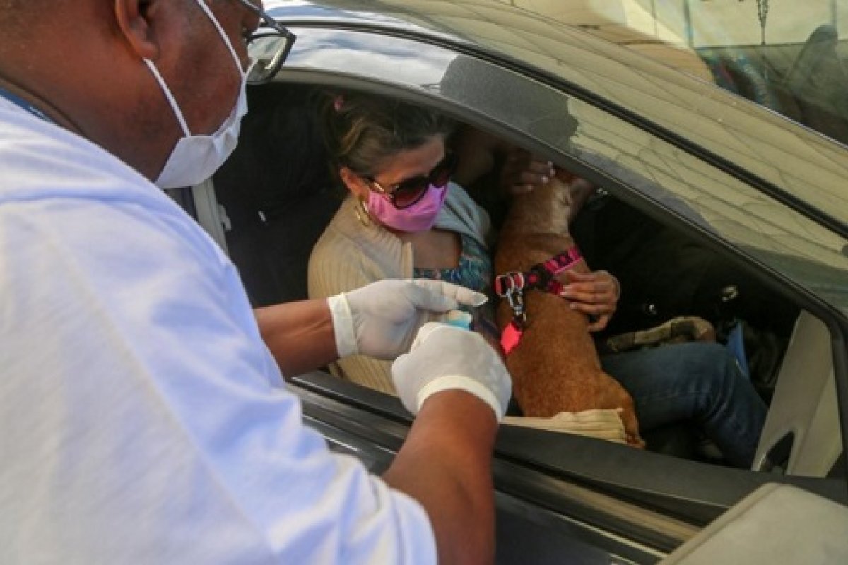 Drive-thru de vacinação contra raiva em Salvador termina neste domingo