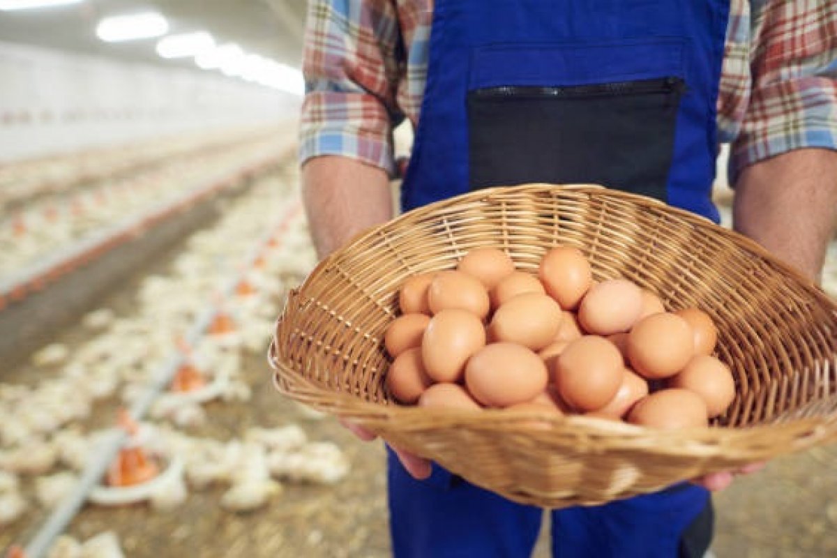 Bahia bate recorde na produção de ovos durante segundo trimestre do ano