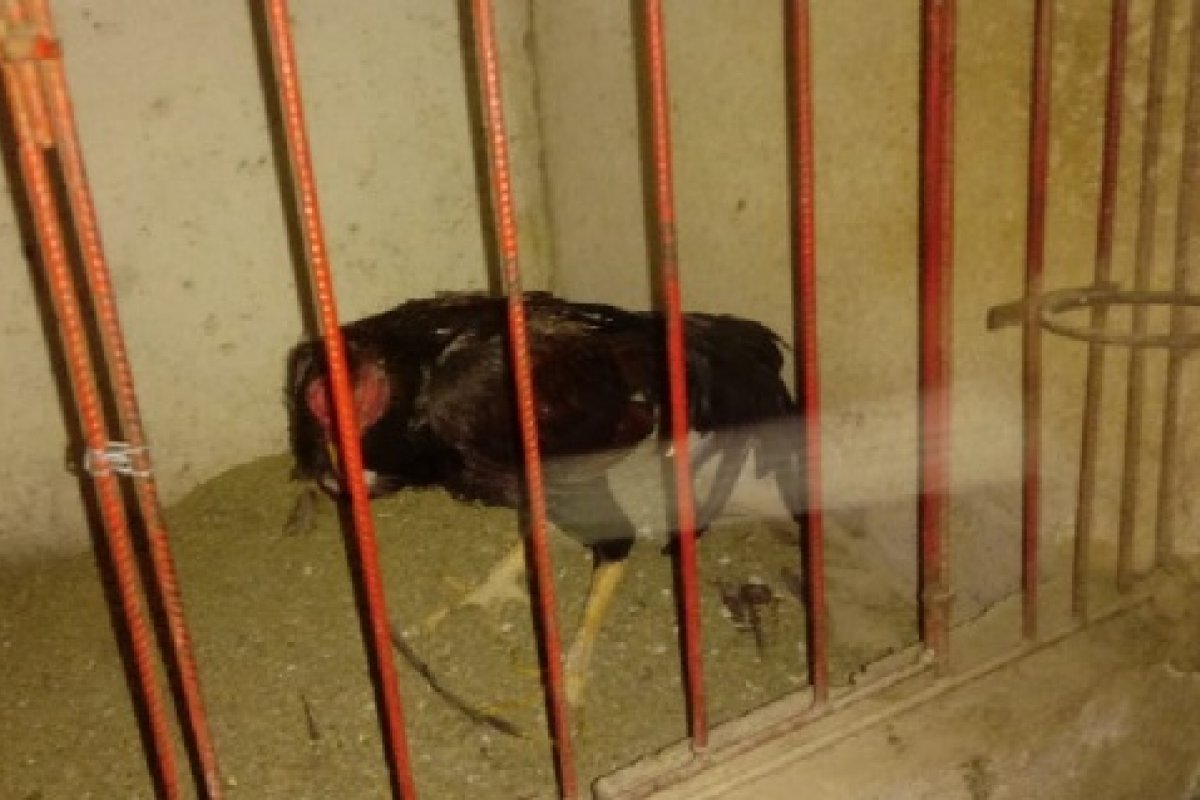 Operação policial desarticula organização de rinha de galos no município de Glória