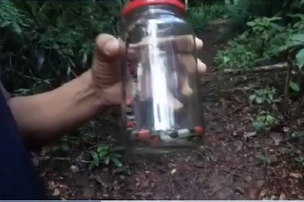 Cobra-coral é encontrada dentro de creche no sul da Bahia