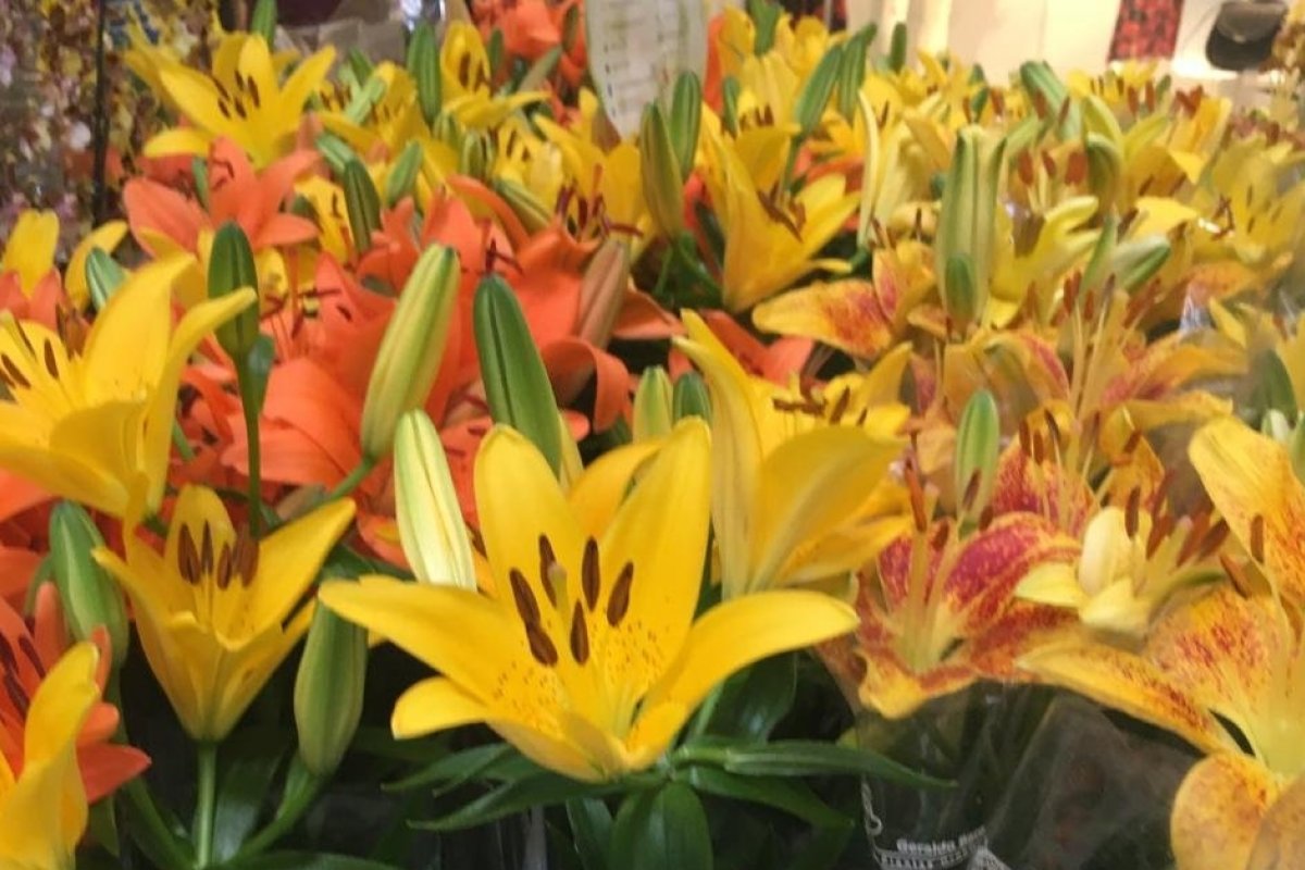 Shopping Bela Vista recebe exposição de Flores de Holambra