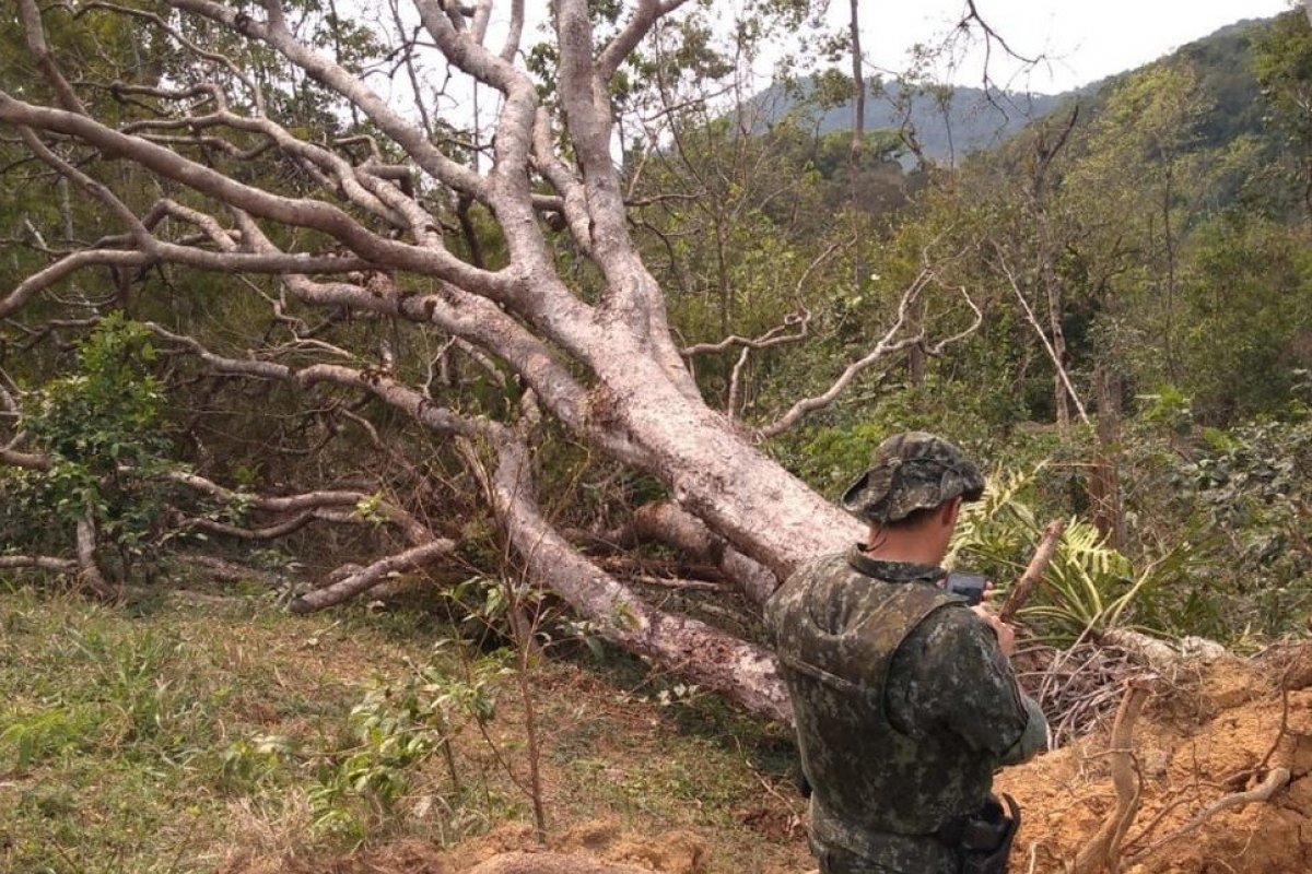 Operação conjunta do MP fiscaliza áreas desmatadas de Mata Atlântica em 17 estados