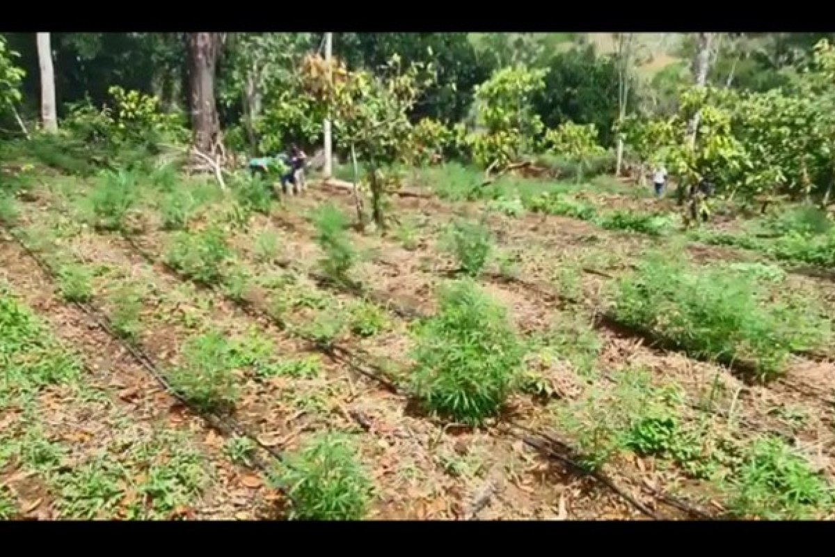 Seis homens são presos com 3.500 pés de maconha na Bahia