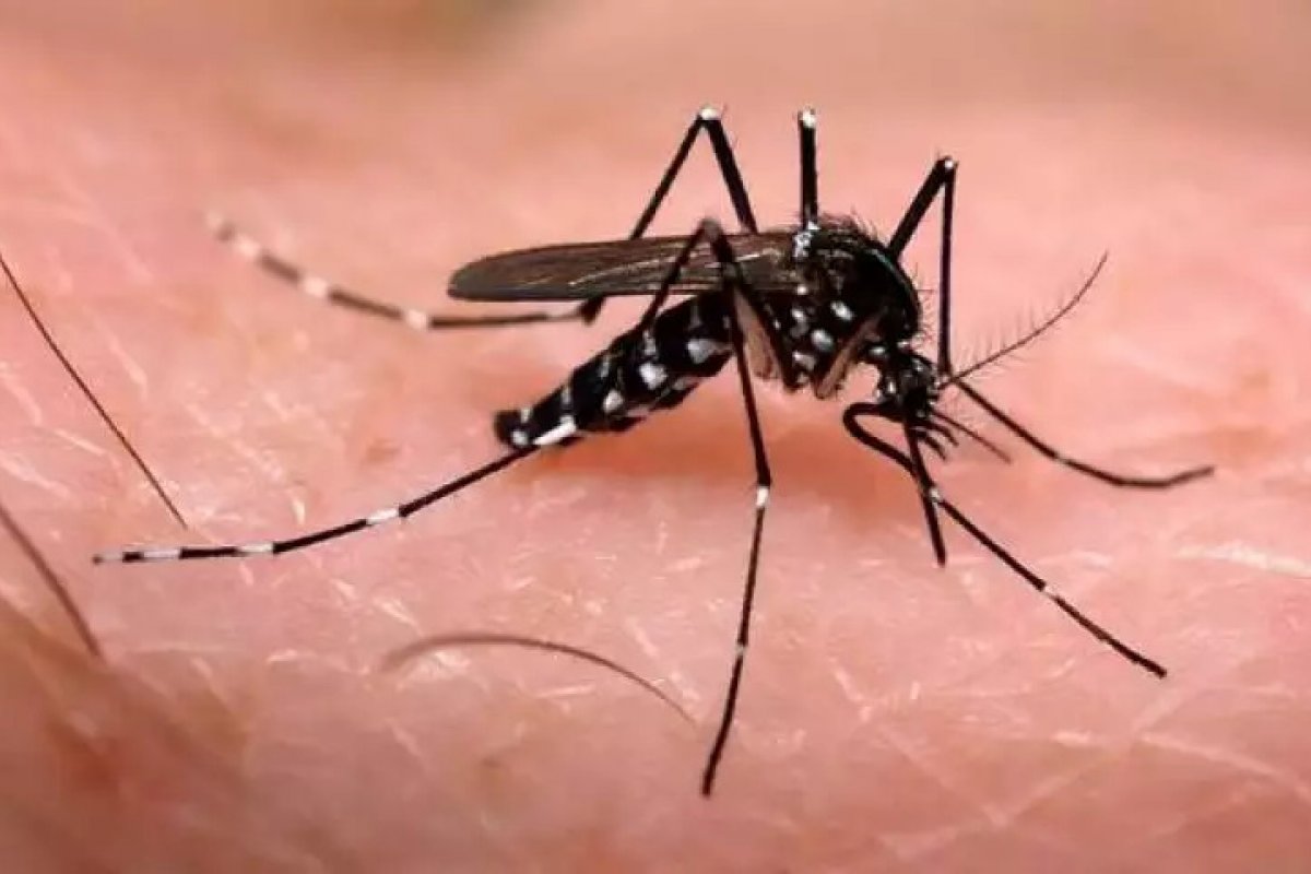 Pesquisadores liderados por brasileiro estudam possibilidade da Dengue oferecer imunidade à Covid-19