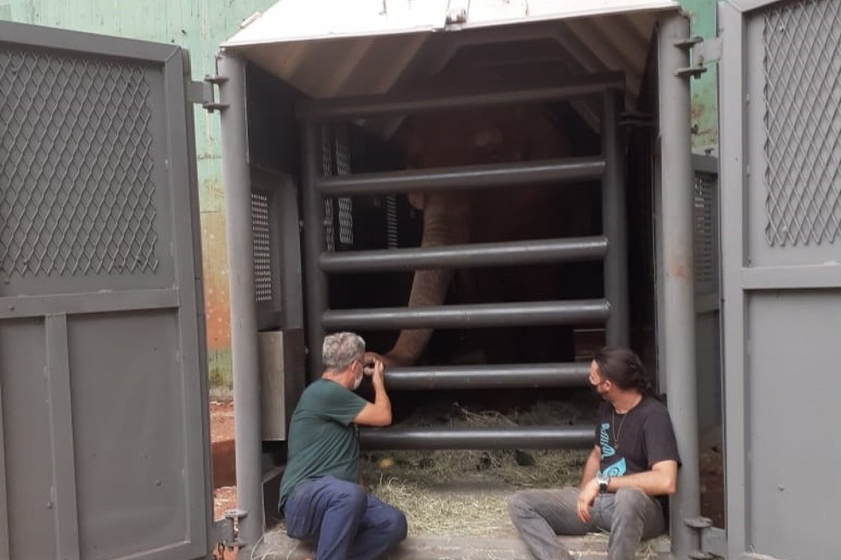 Elefanta deixa zoológico no interior de SP para morar em santuário no MT