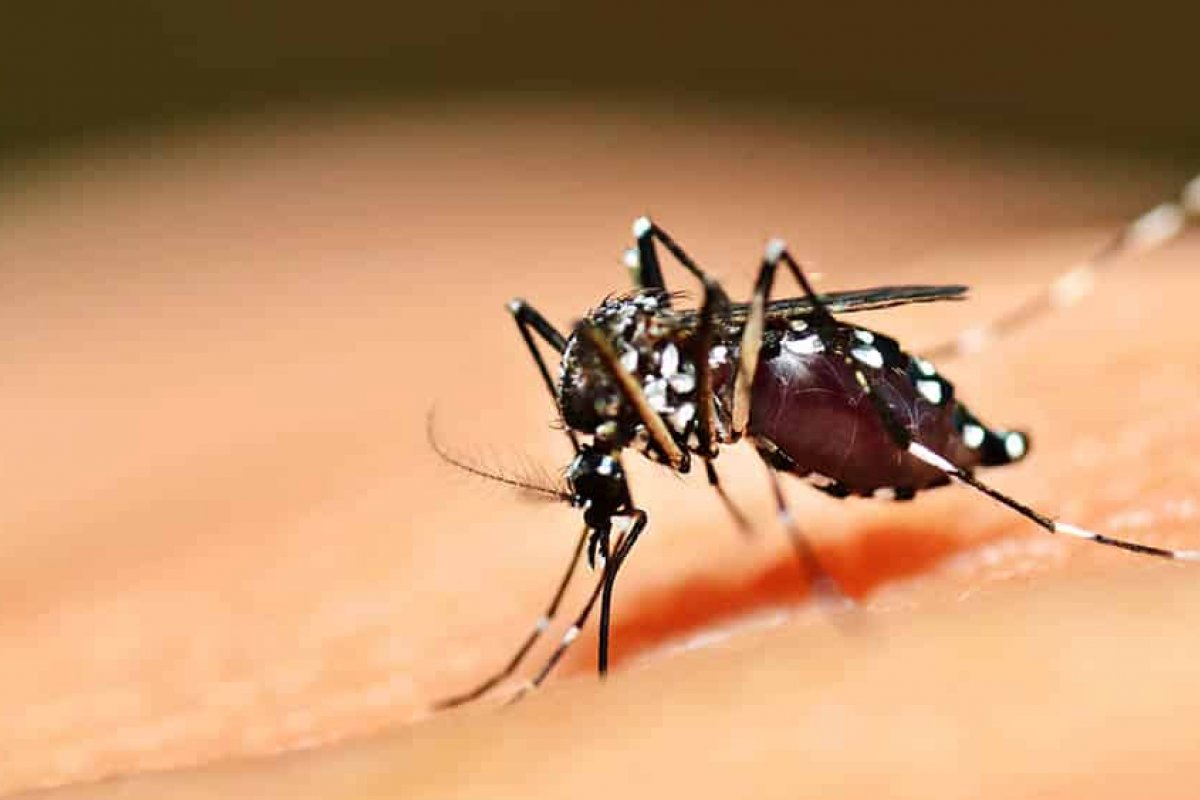 Casos de chikungunya na Bahia crescem em mais de 300% em 2020