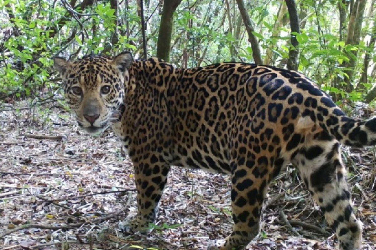 Onça-pintada ferida no Pantanal é tratada com células-tronco