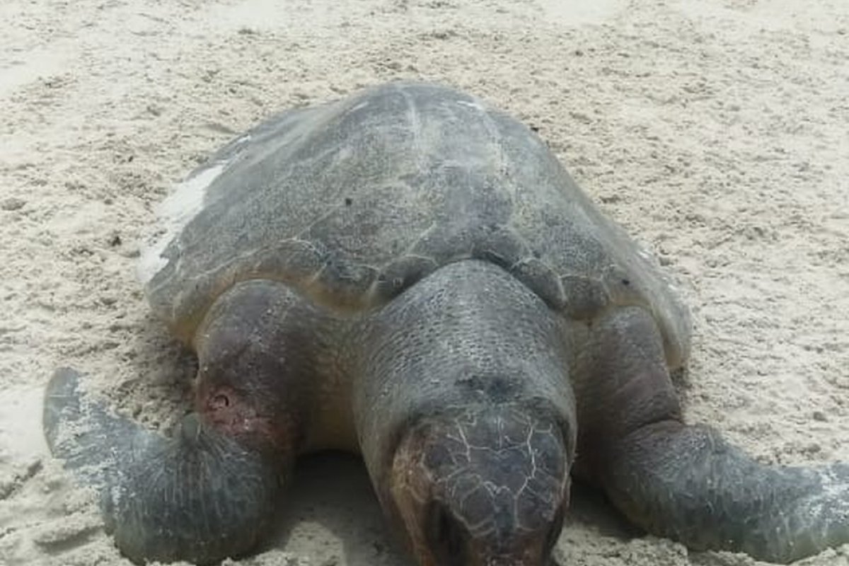 Tartaruga é encontrada morta em praia de Ilhéus