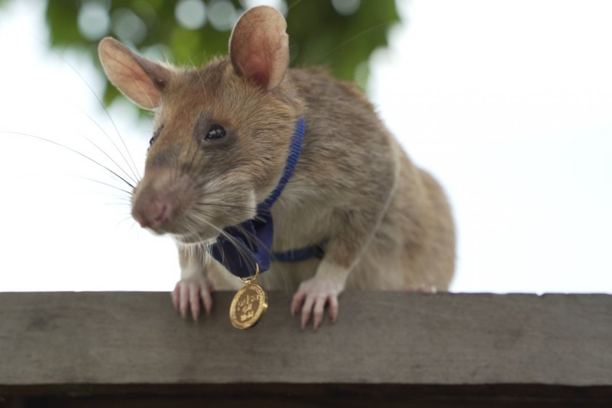 Rato farejador ganha prêmio de bravura animal no Reino Unido