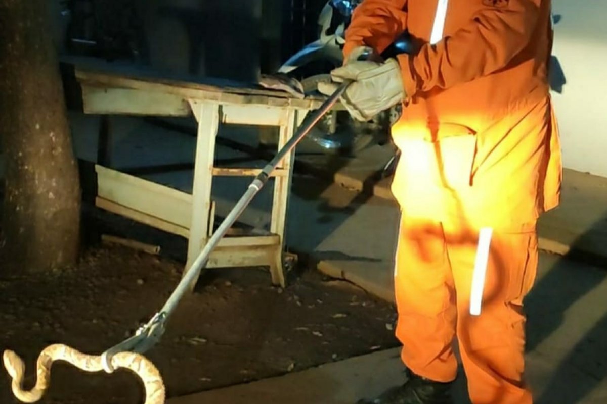 Bombeiros resgatam cobra dentro da rodoviária de Barreiras