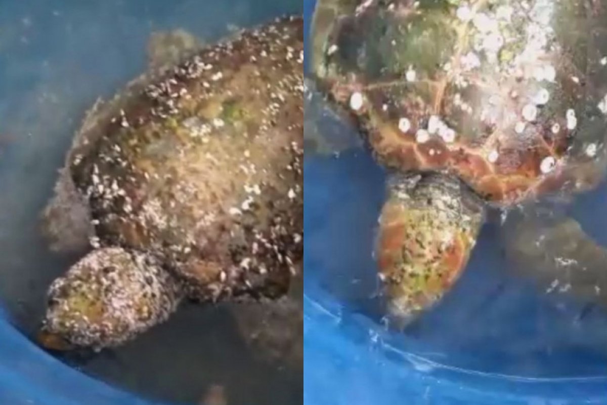 Biólogos retiram cerca de 5 kg de parasitas de tartaruga-cabeçuda